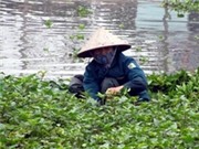 Bóng đá anh, ngoại hạng anh, lịch thi đấu euro 2012, Hãi hùng rau muống cho lợn ăn, lợn còn tiêu chảy